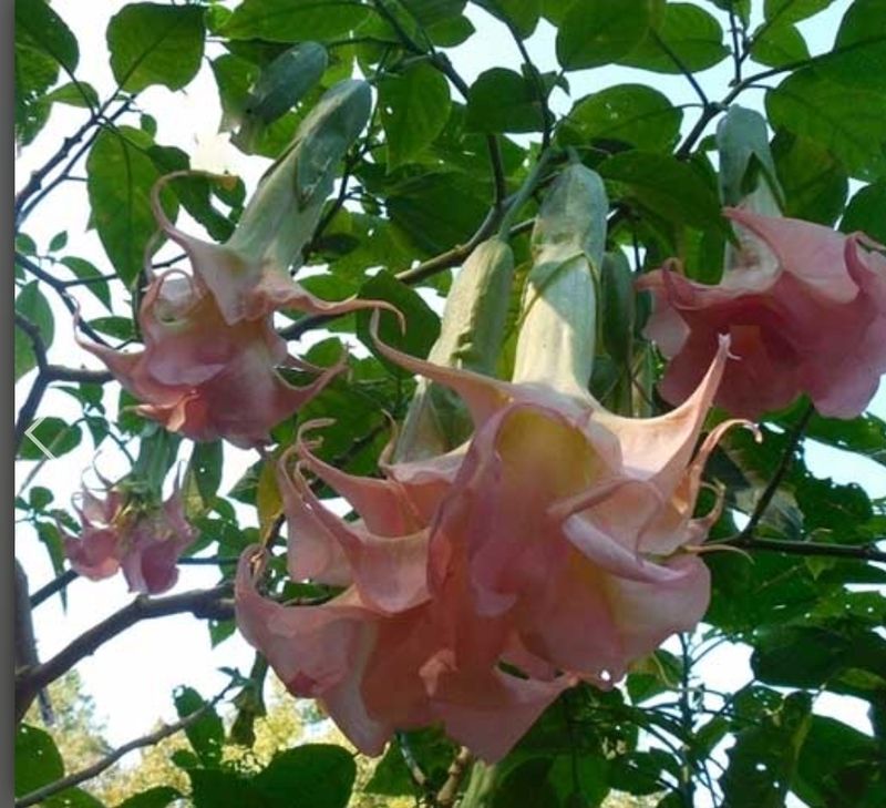 Engletrompet/Brugmansia BJ's Nirvana