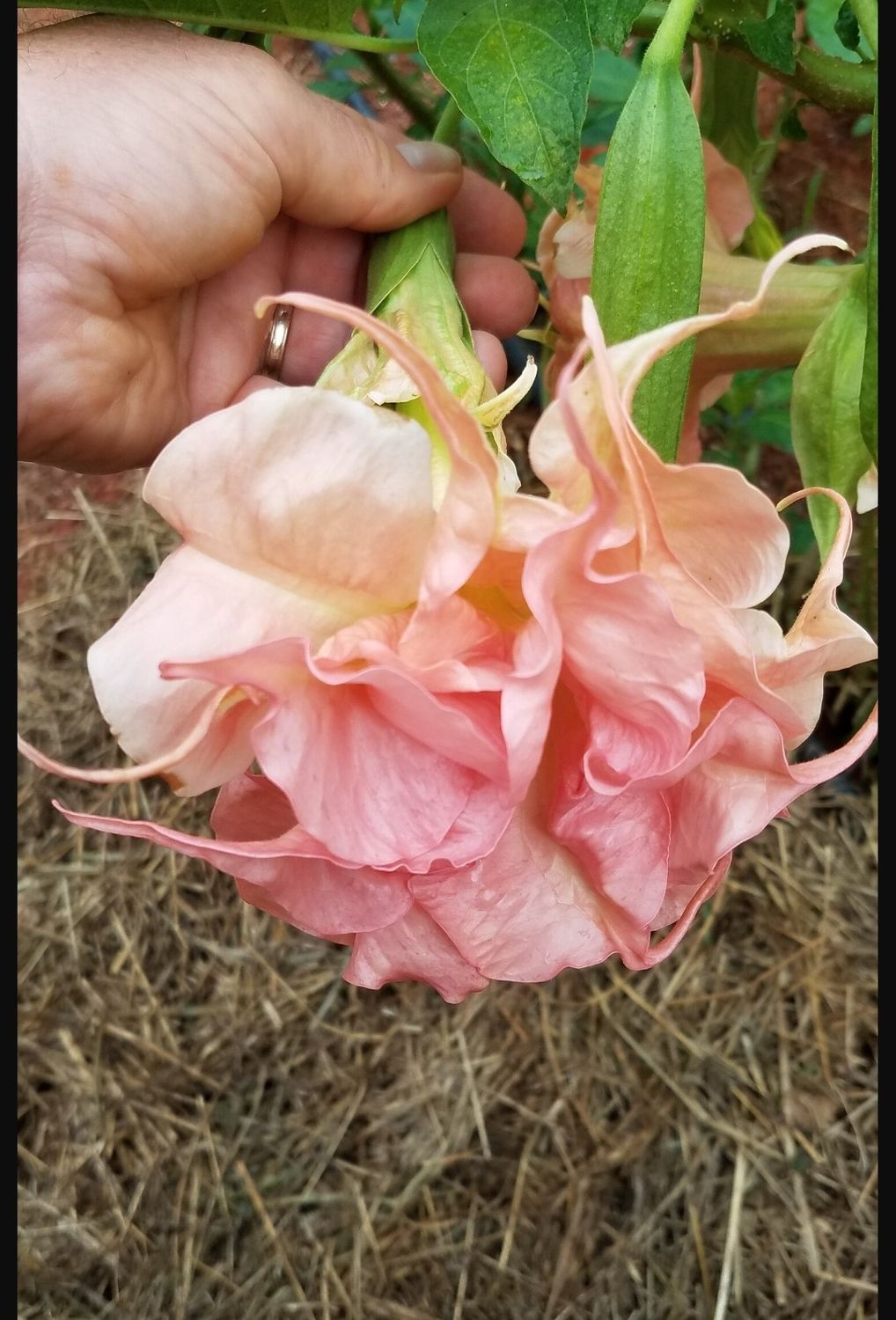 Engletrompet/Brugmansia Delicatesse