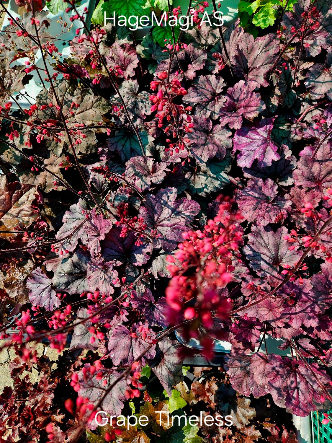 Alunrot/Heuchera - Grape Timeless
