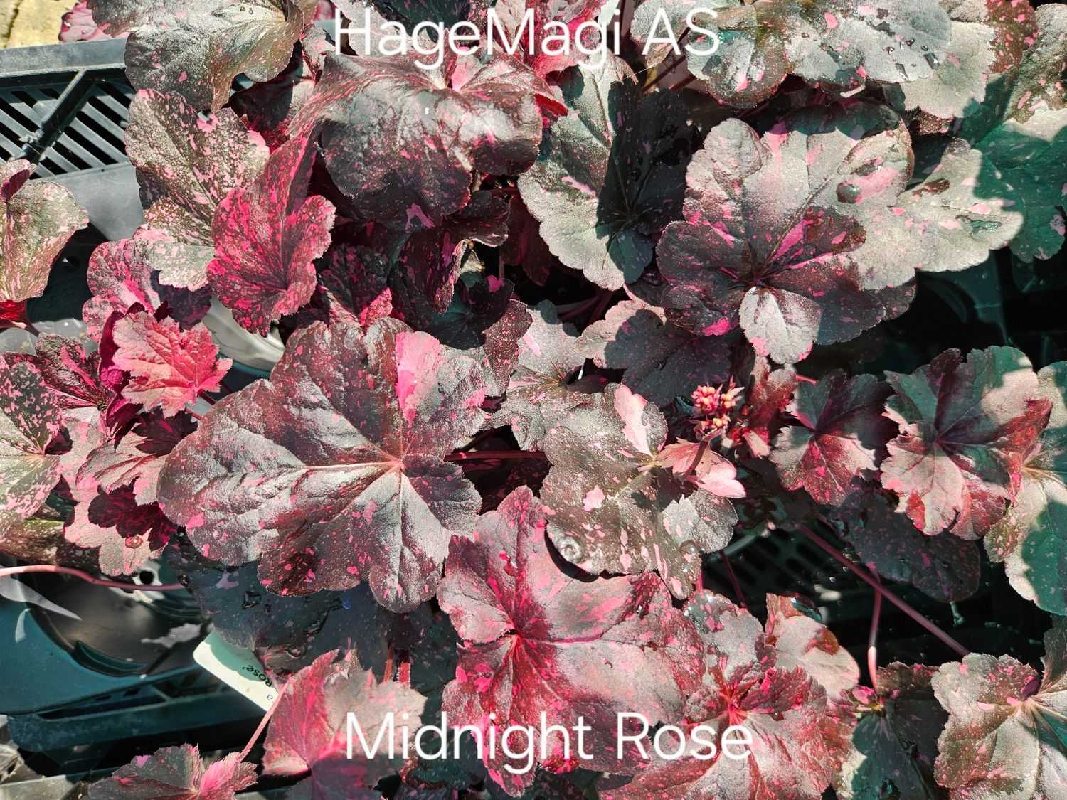 Alunrot/Heuchera - Midnight Rose