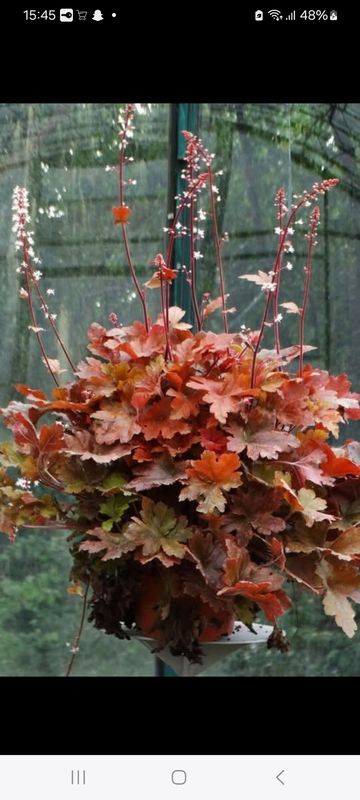 Alunrot/Heucherella - Hopscotch
