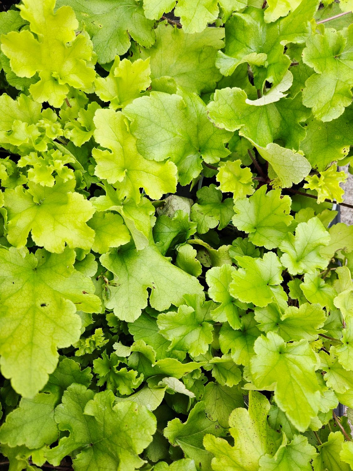 Alunrot/Heuchera - Lime Marmalade