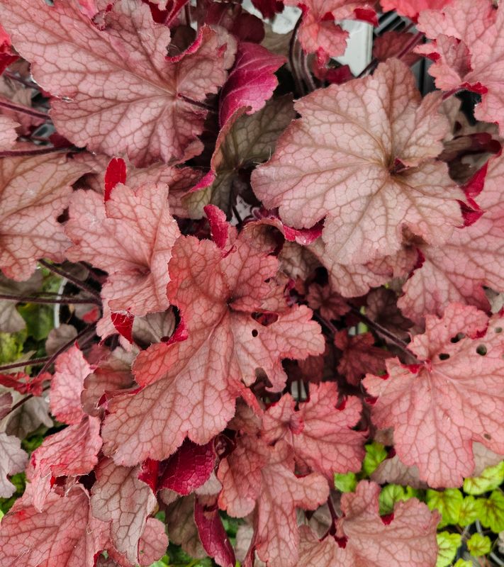 Alunrot/Heuchera  - Coralberry