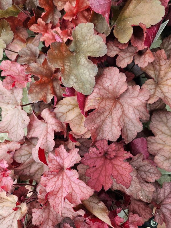 Alunrot/Heuchera - Coralberry