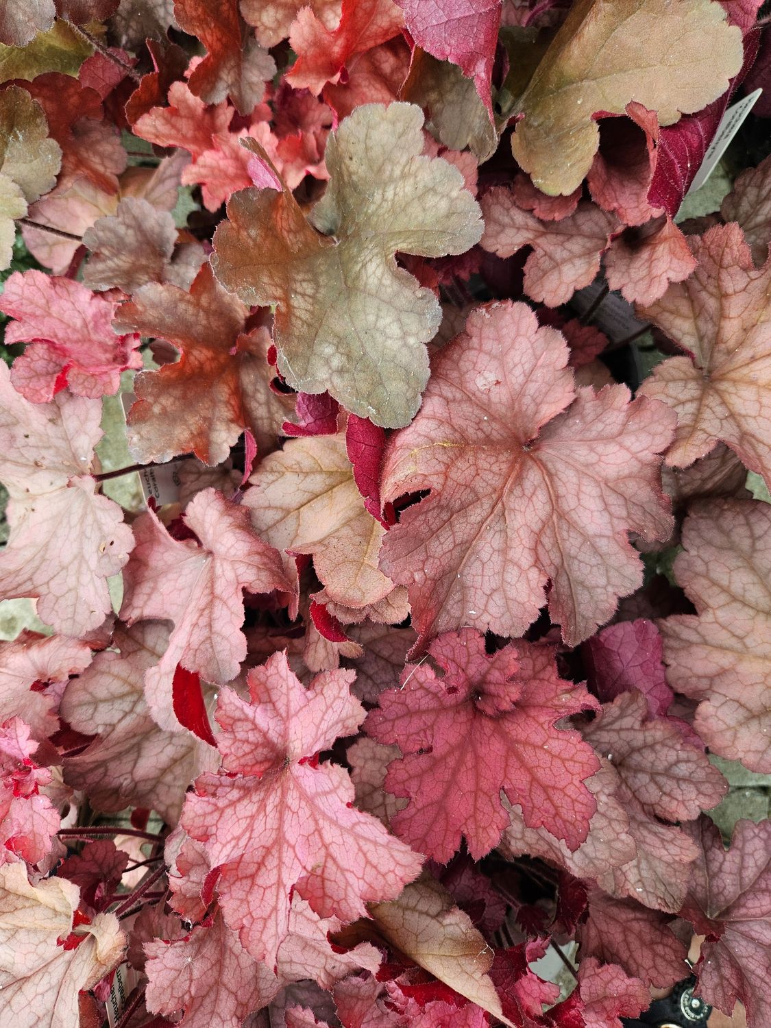 Alunrot/Heuchera - Coralberry