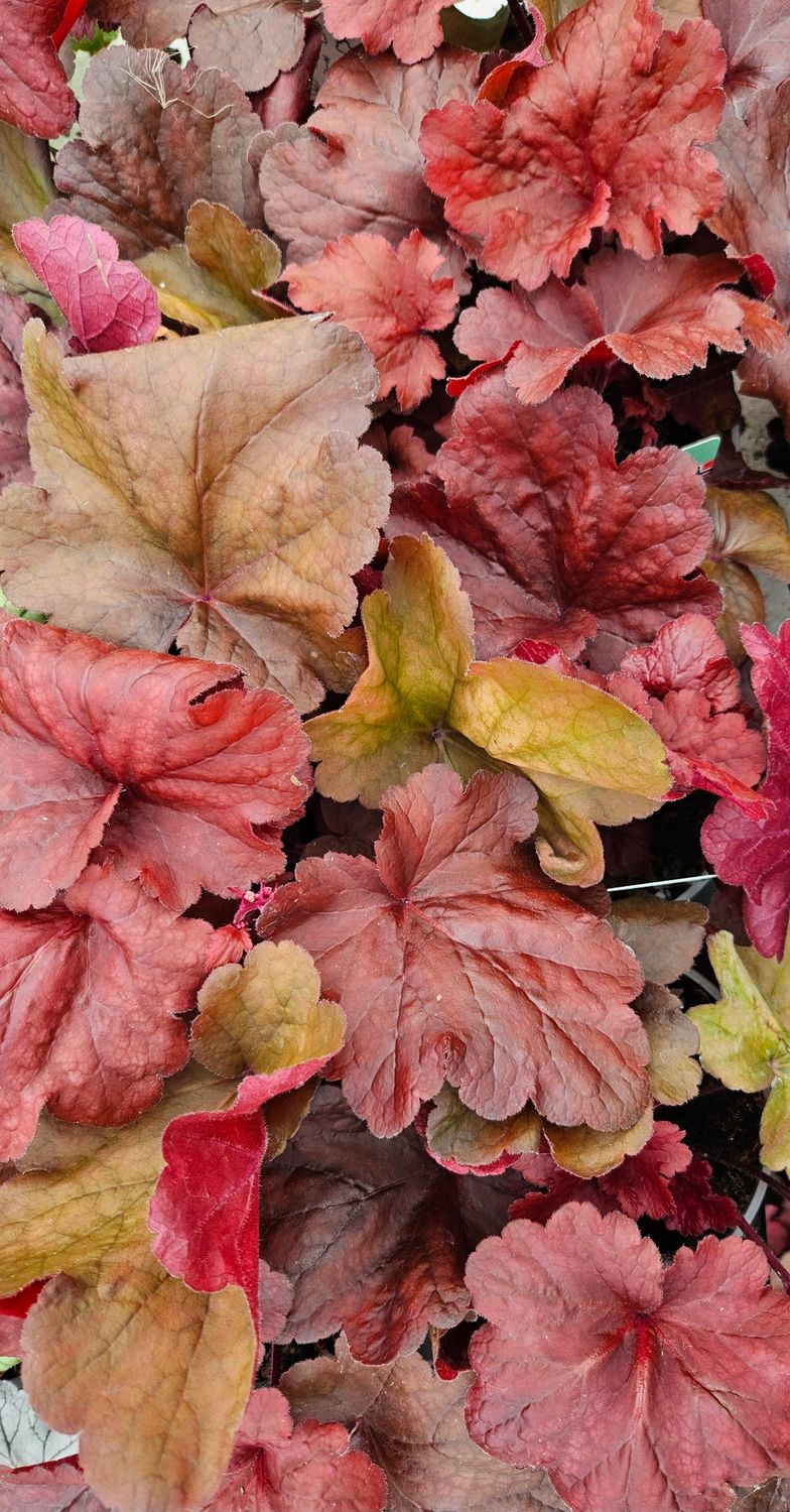 Alunrot/Heuchera  Fire - Alarm