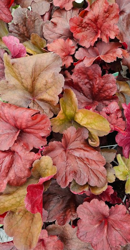 Alunrot/Heuchera  Fire - Alarm