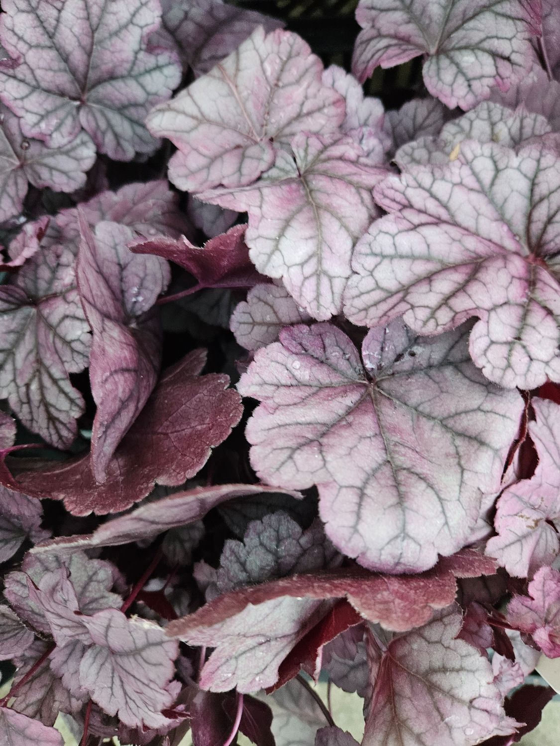 Alunrot/Heuchera - Pink Panter
