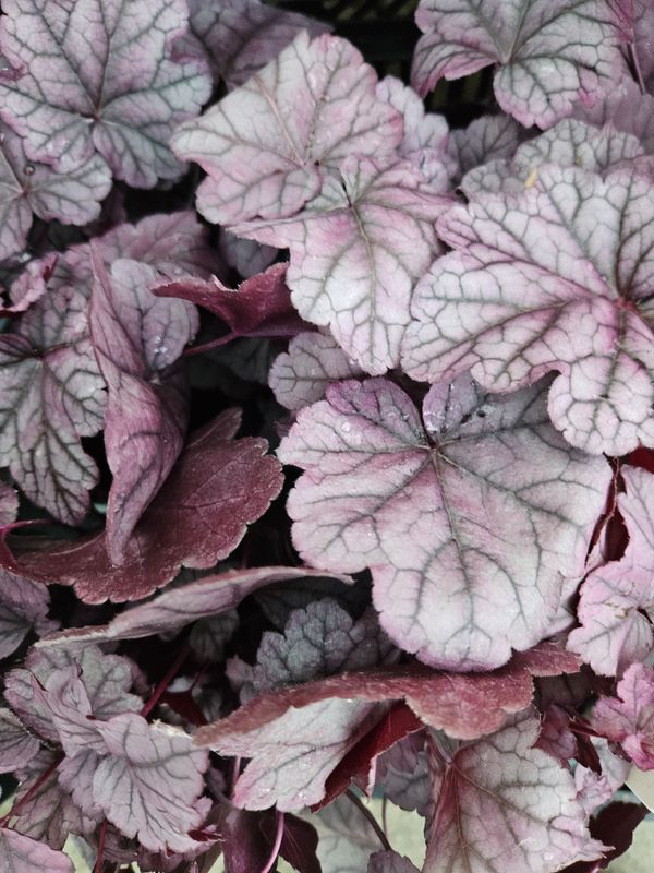 Alunrot/Heuchera - Pink Panter