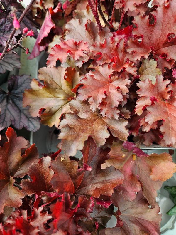 Alunrot/Heuchera - Cherry Berry