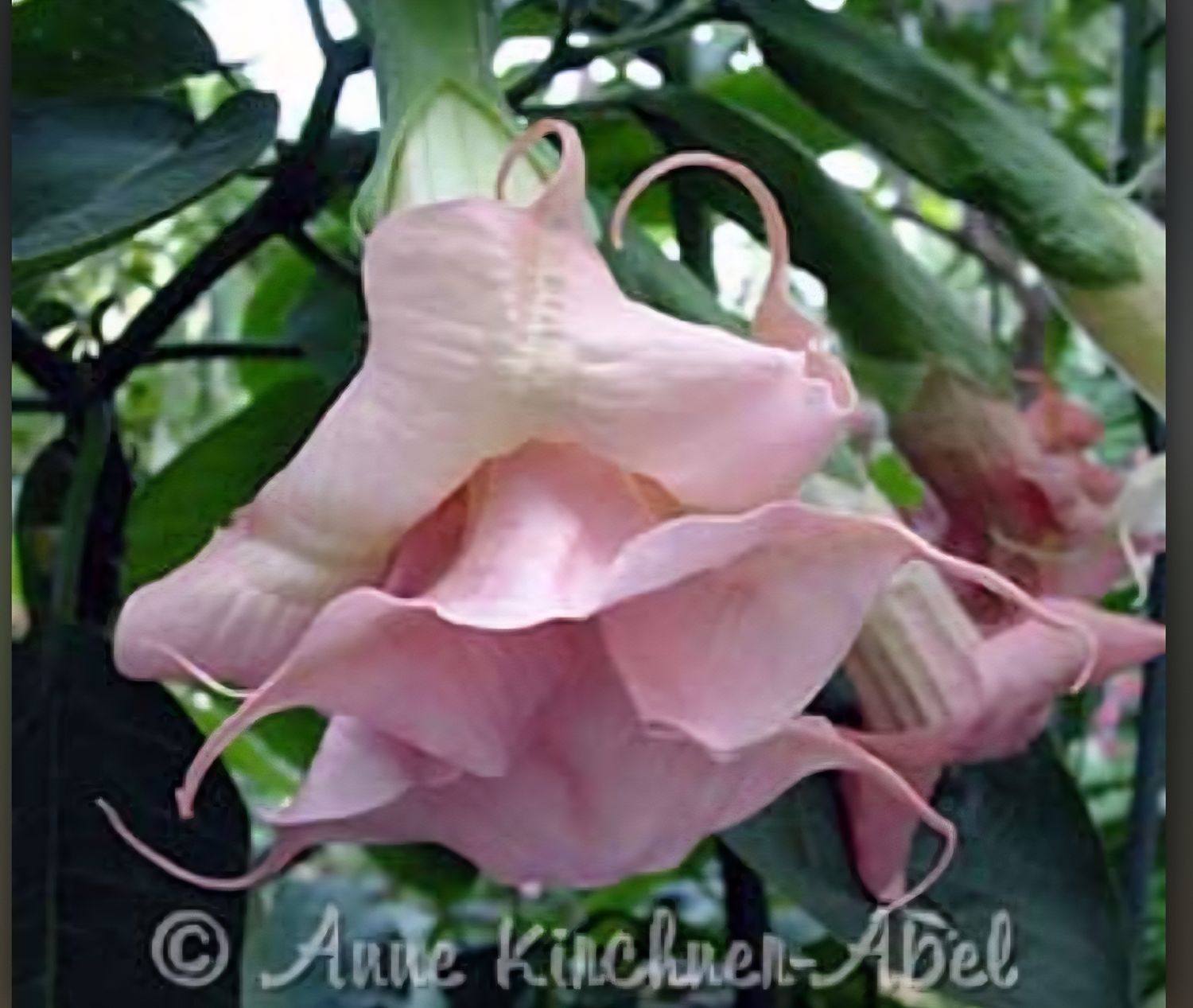 Engletrompet/Brugmansia Double L'Amour