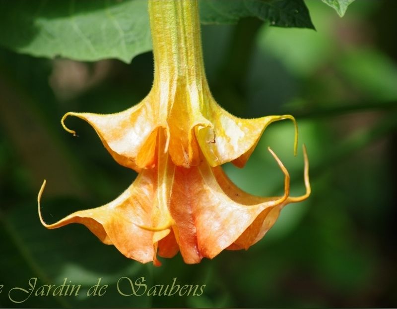 Engletrompet/Brugmansia SB Matin Dore