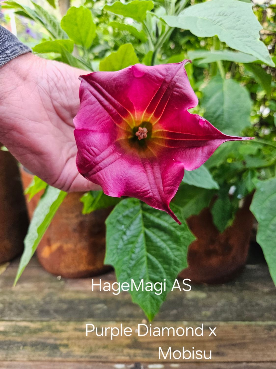 Engletrompet/Brugmansia Purple Diamond x Mobishu ( kald type)