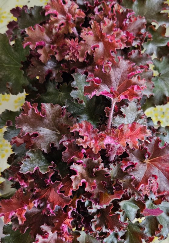 Alunrot/Heuchera Gojiberry