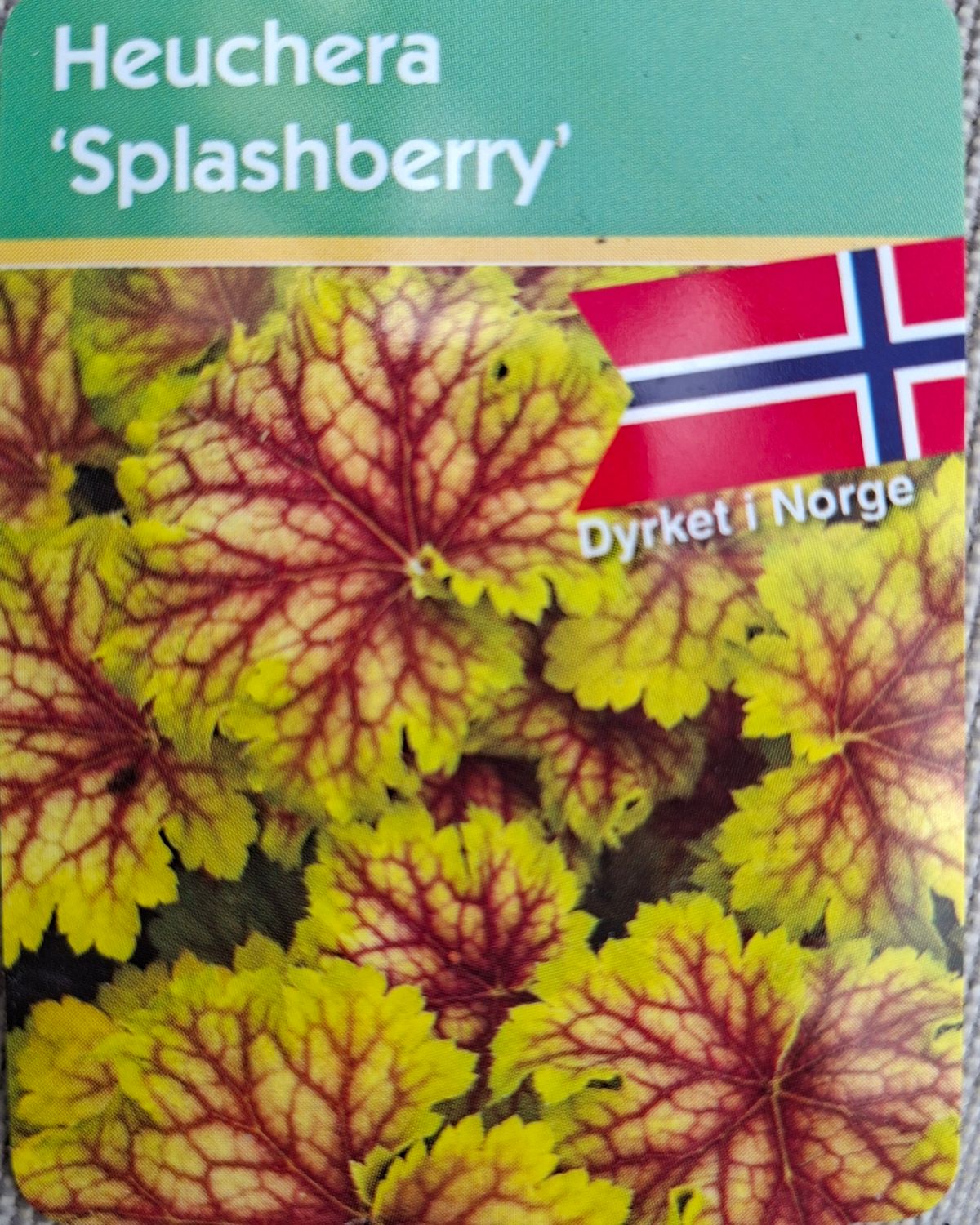 Alunrot/Heuchera- Splashberry