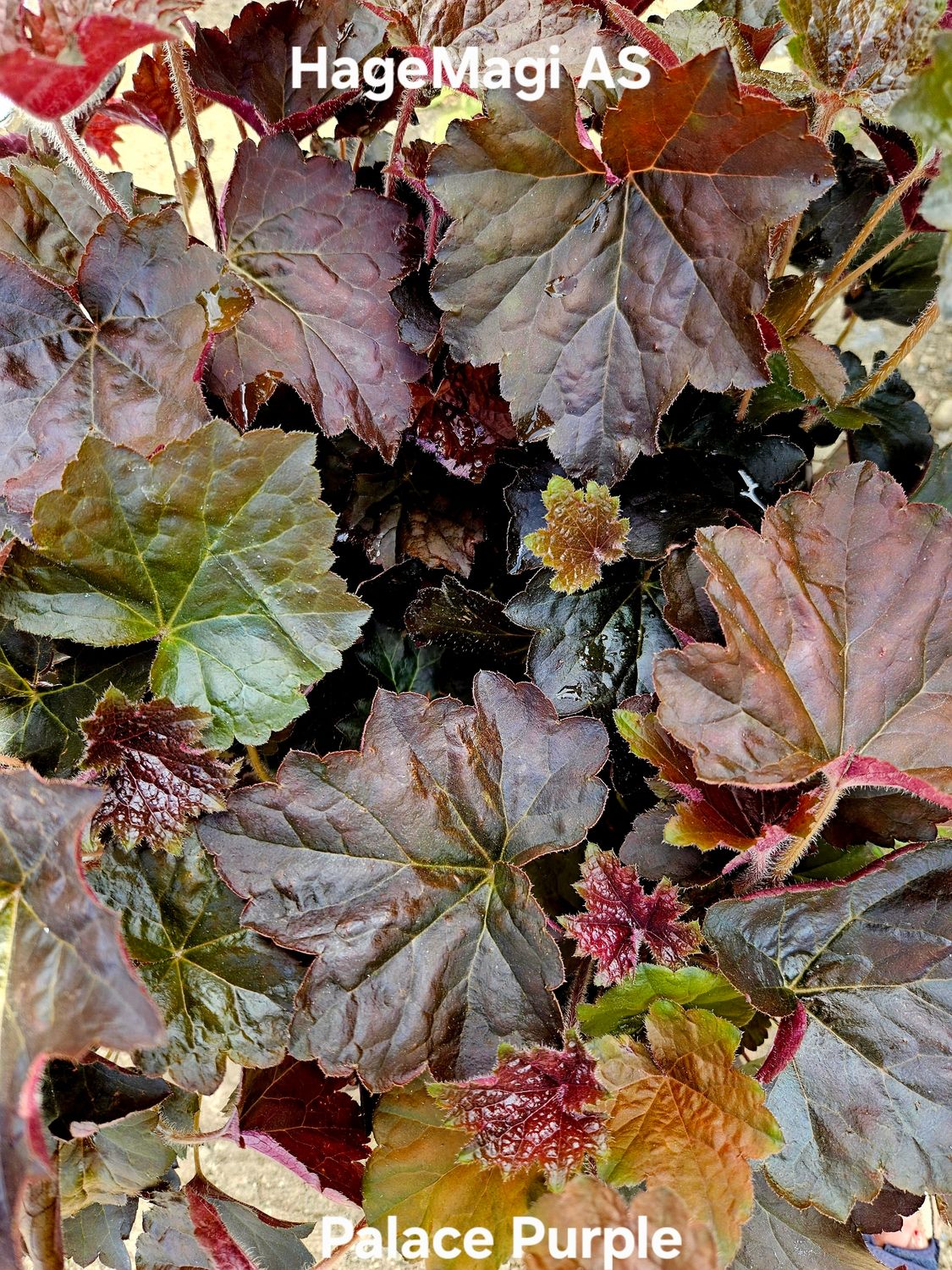 Alunrot/Heuchera - Palace Purple