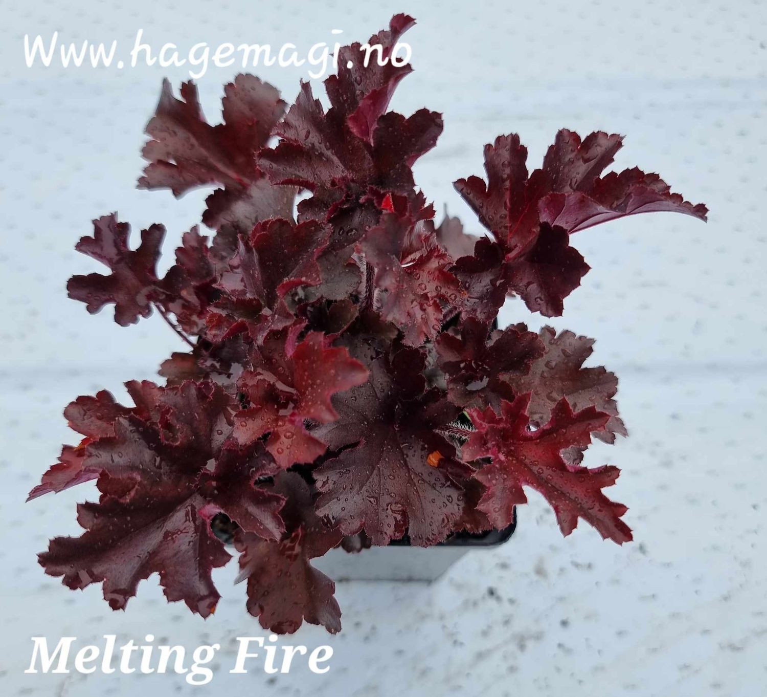 Alunrot/Heuchera - Melting Fire