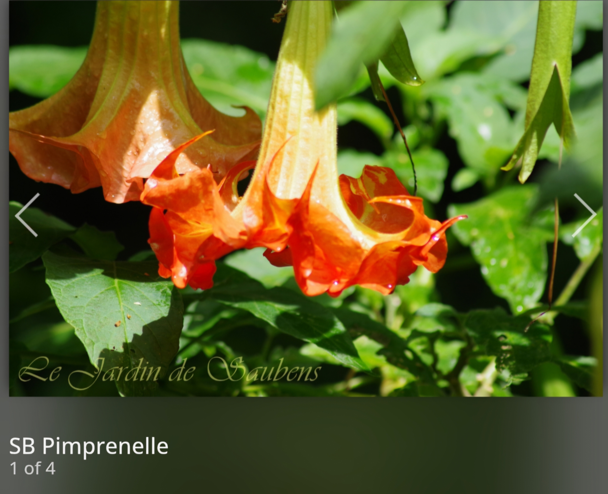 Engletrompet/Brugmansia SB Pimprenelle