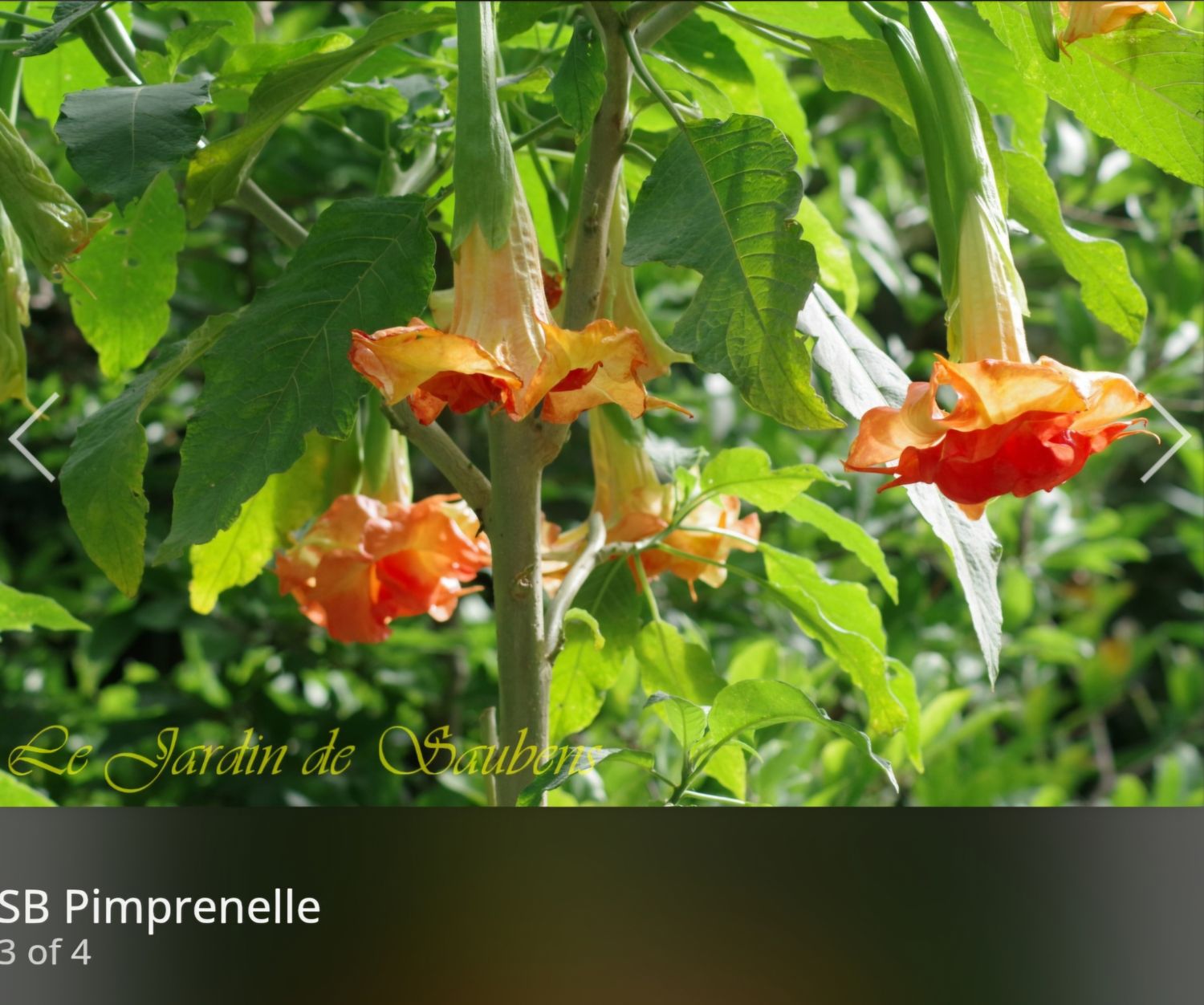 Engletrompet/Brugmansia SB Pimprenelle