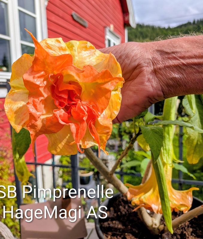 Engletrompet/Brugmansia SB Pimprenelle