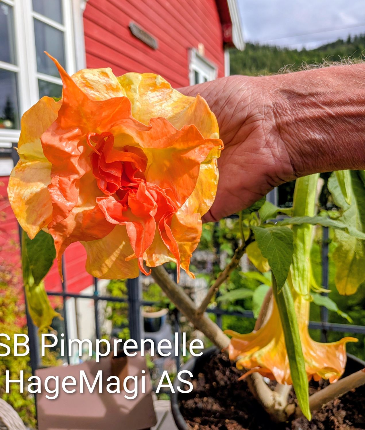 Engletrompet/Brugmansia SB Pimprenelle