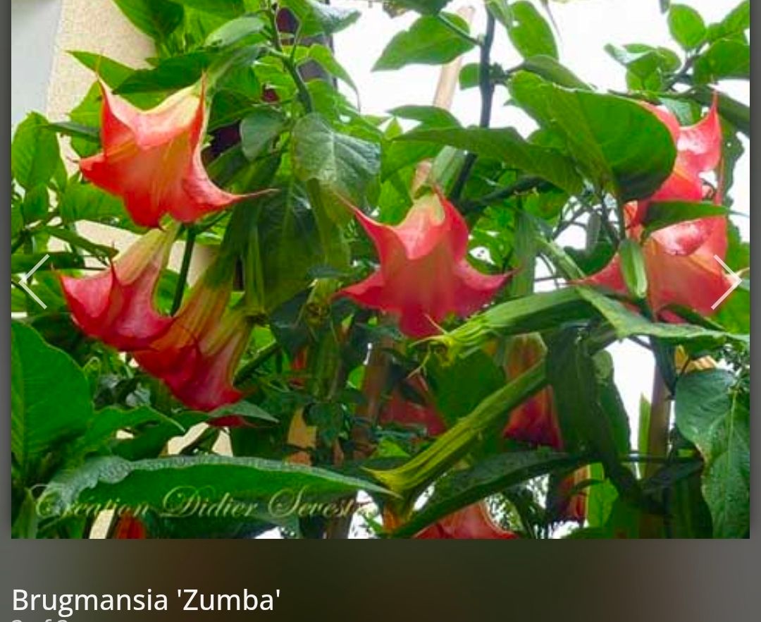 Engletrompet/Brugmansia Zumba