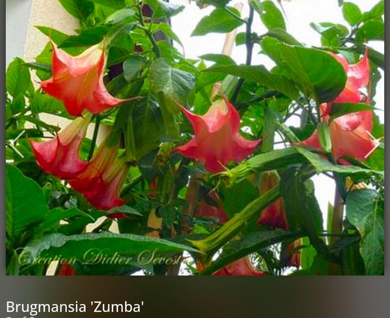 Engletrompet/Brugmansia Zumba Engletrompet/Brugmansia Zumba