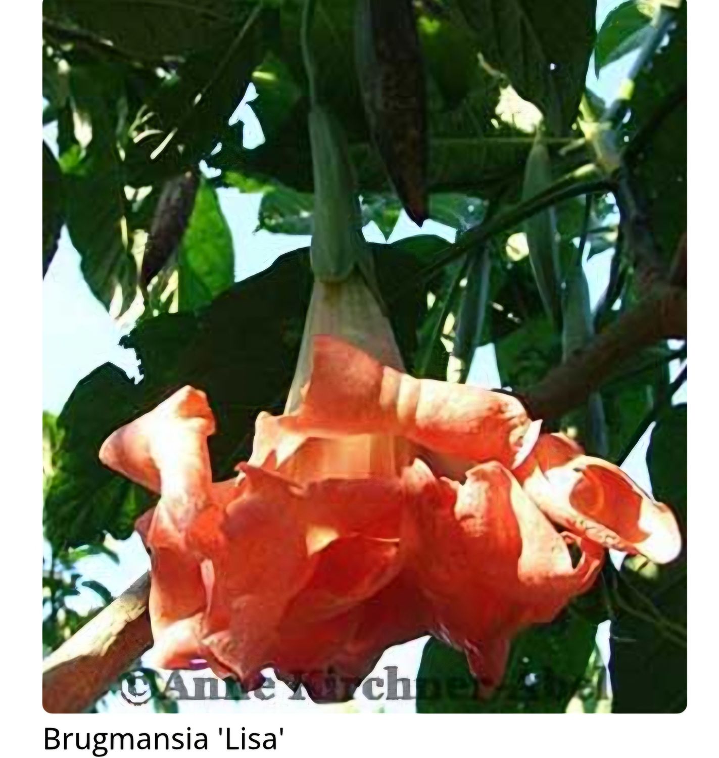 Engletrompet/Brugmansia Lisa