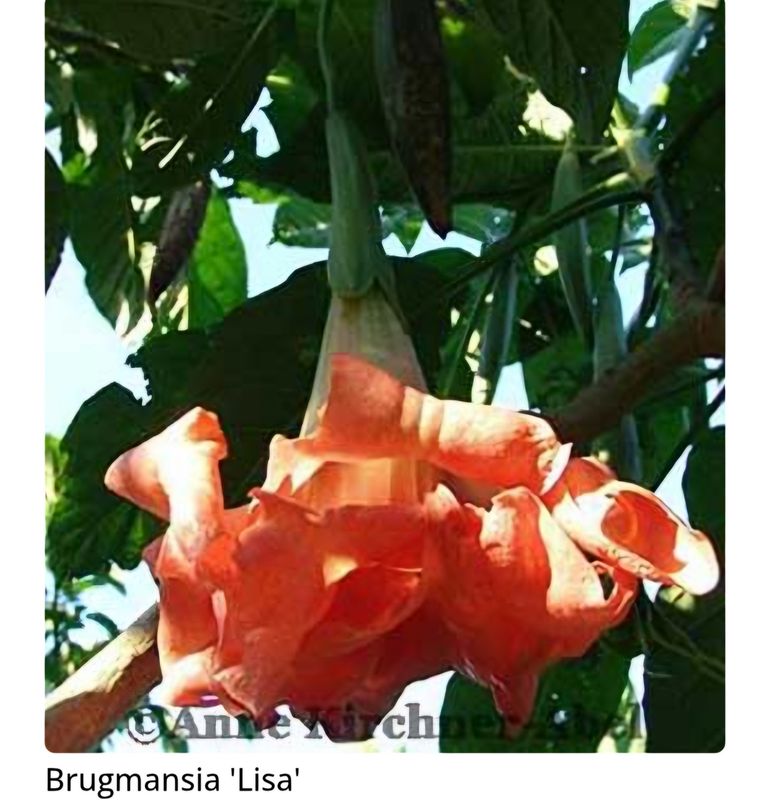 Engletrompet/Brugmansia Lisa