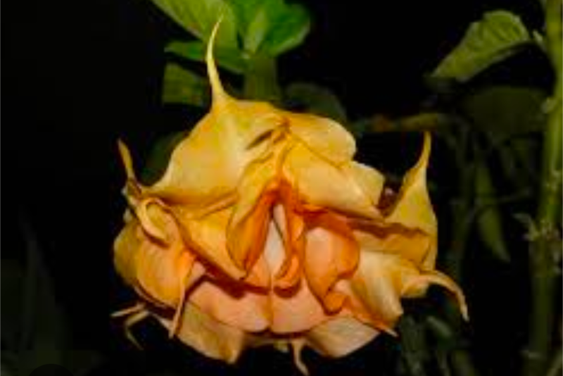 Engletrompet/Brugmansia Golden Angel