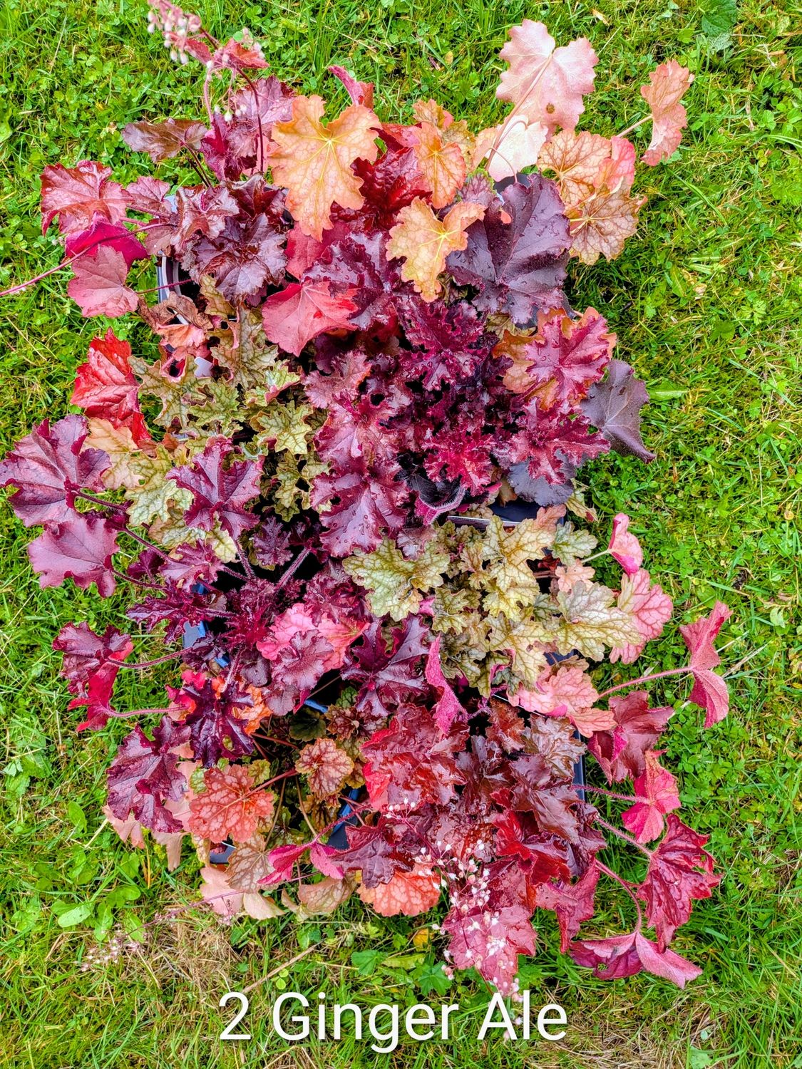 Alunrot/Heuchera - 8 stk i låste brett, velg brett!.
