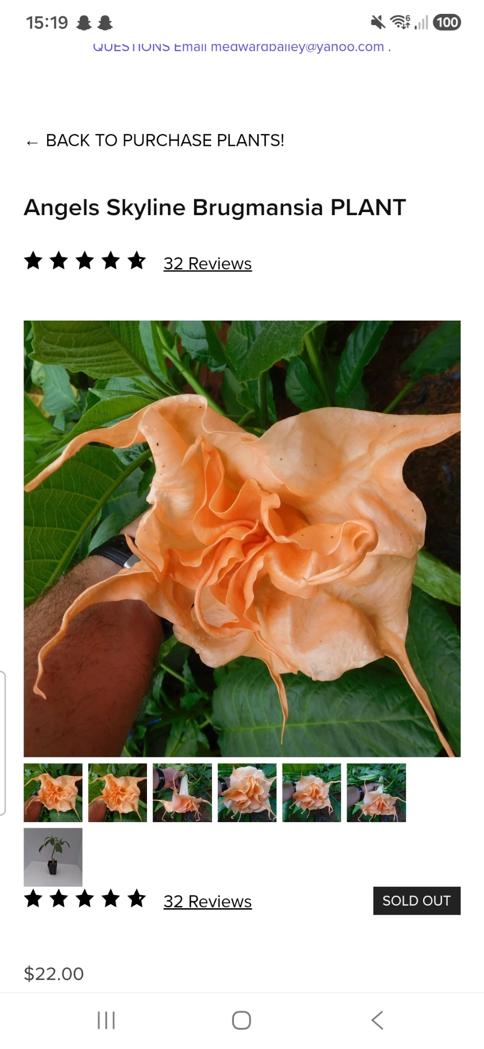 Engletrompet/Brugmansia Angels Skyline
