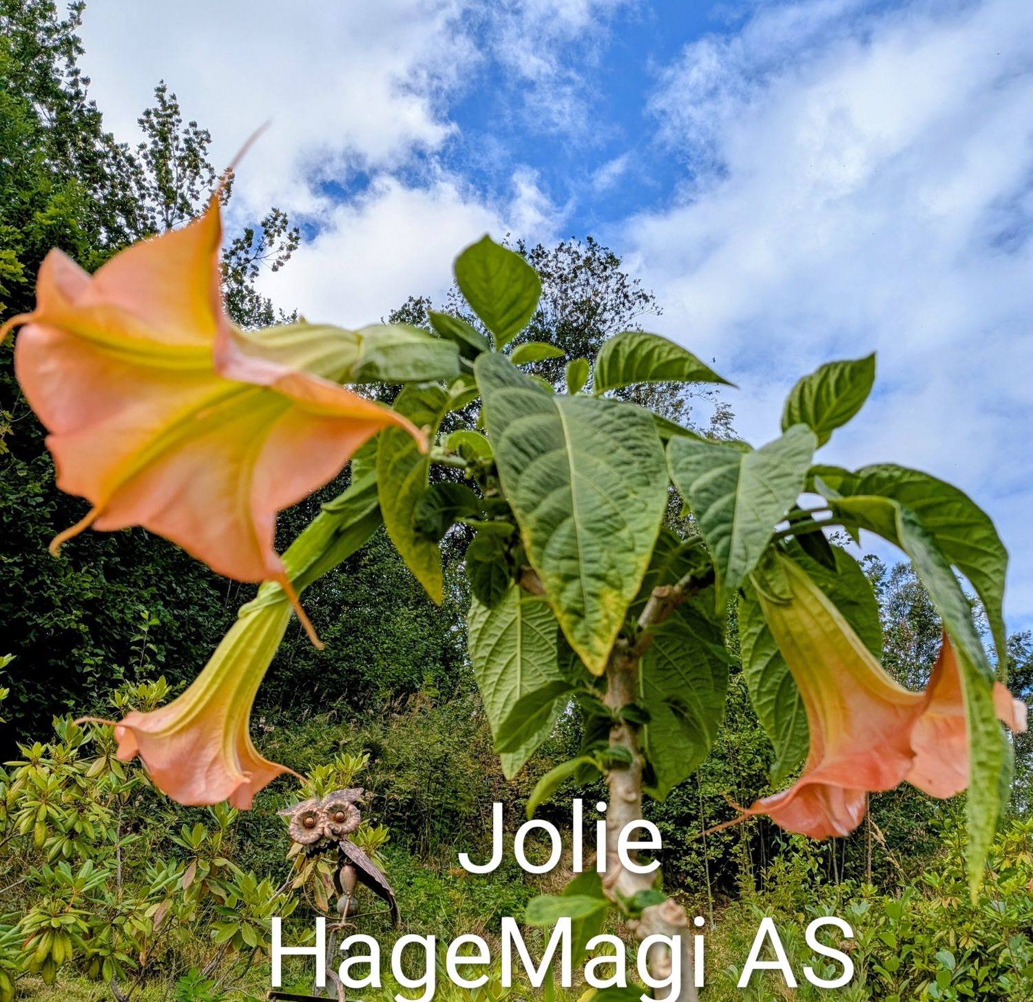 Engletrompet/Brugmansia Jolie enkel rosa