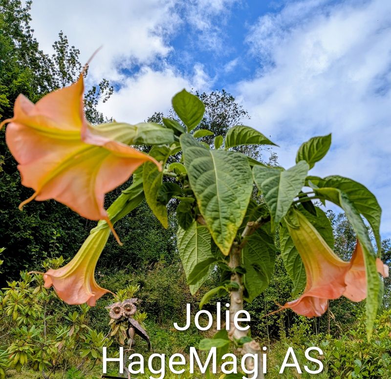Engletrompet/Brugmansia Jolie enkel rosa