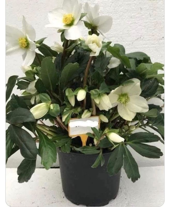 Julerose/Helleborus niger Julerose/Helleborus niger