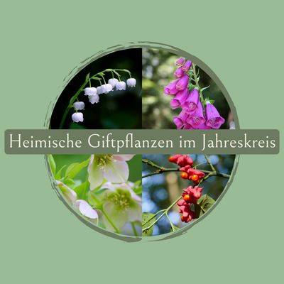 Online-​Vortragsreihe „Heimische Giftpflanzen im Jahreskreis“