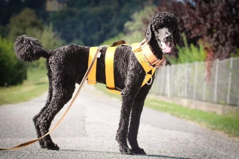 Yellow Bow Sicherheitsgeschirr Extreme