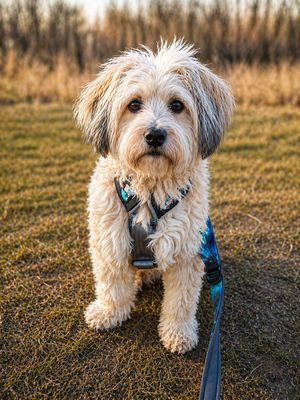 Kleine / Leichte Hunde