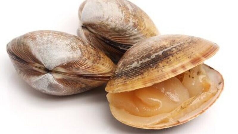 VONGOLE a partire da € 1.50