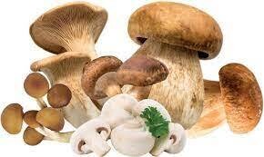 FUNGHI a partire da € 2.90