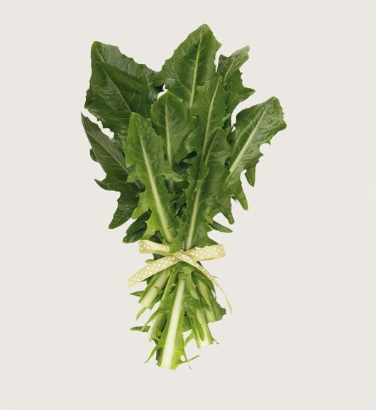 CICORIA x 1 kg  AG