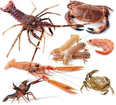 CROSTACEI