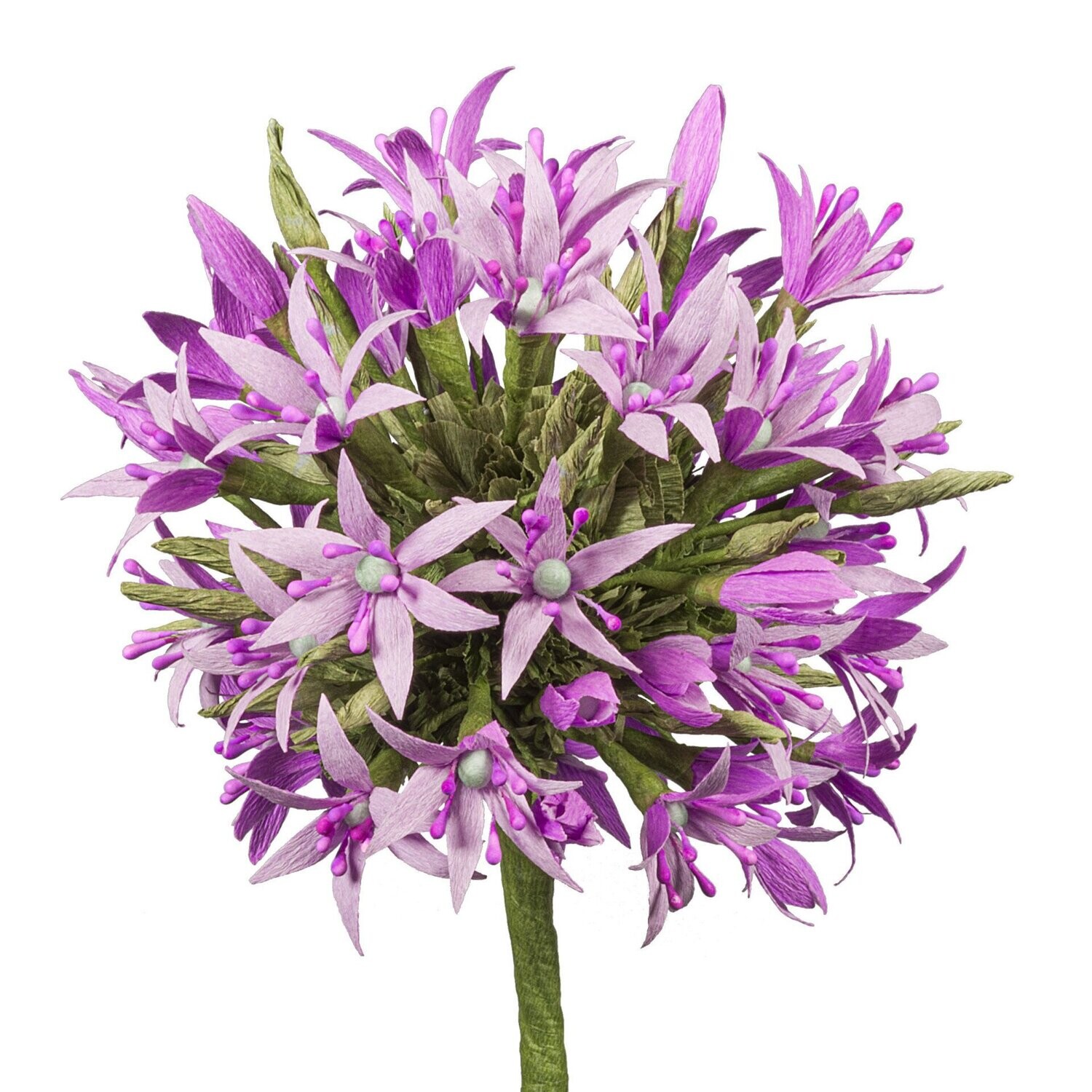 Allium