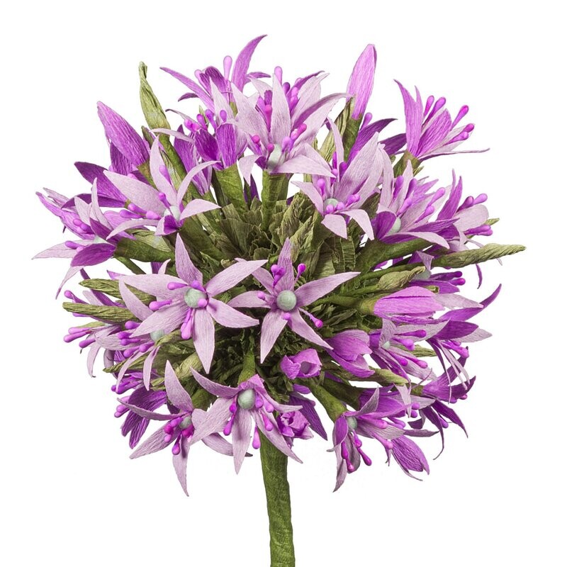 Allium