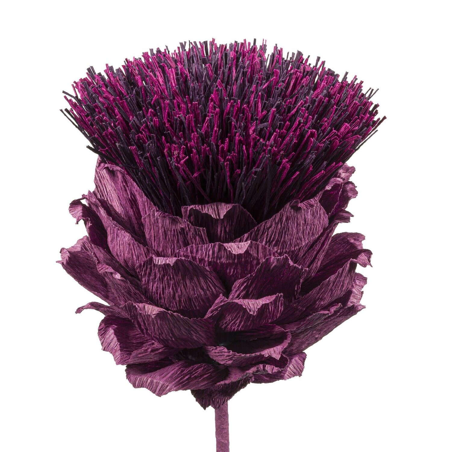 Cynara