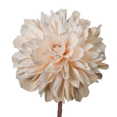 Paeonia – champagner