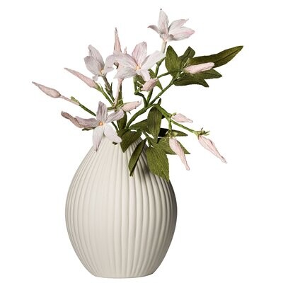 Jasminum, weiß-grün