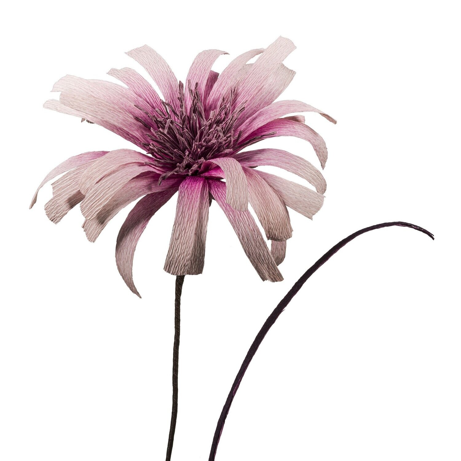 Flora Fantasia 4