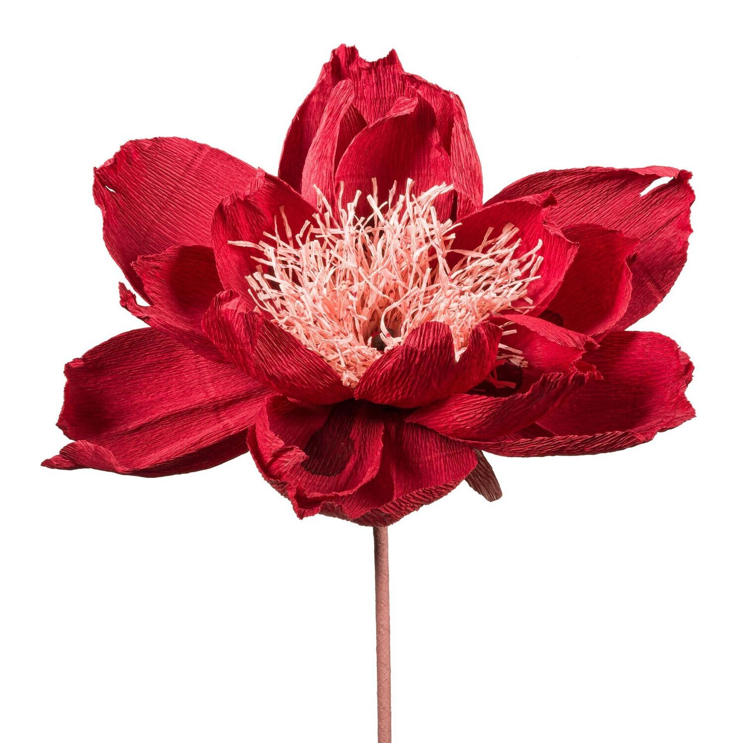 Flora Fantasia 1