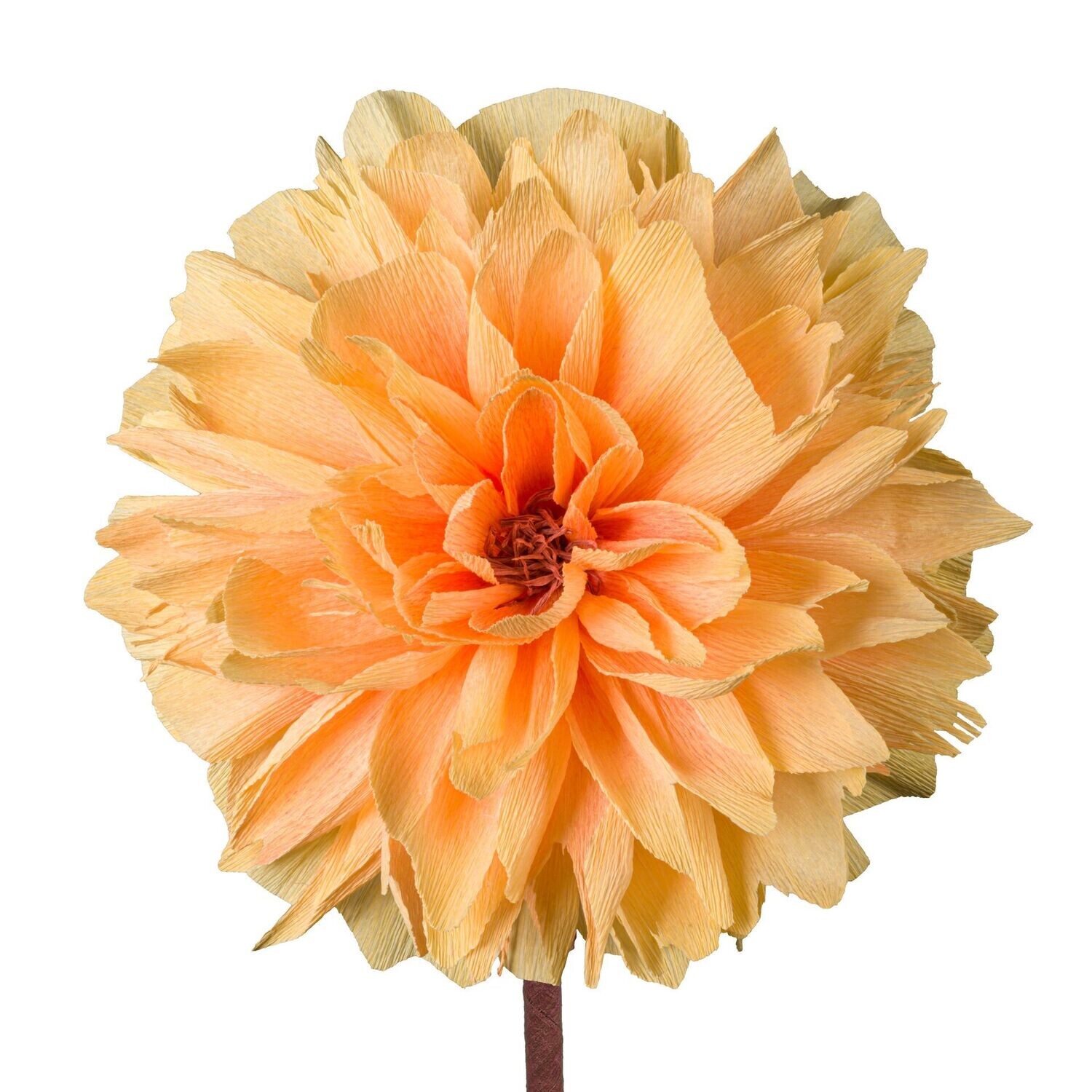 Paeonia – peach